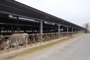 KIBA Farm